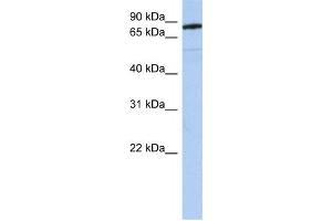Western Blotting (WB) image for anti-Sema Domain, Immunoglobulin Domain (Ig), Transmembrane Domain (TM) and Short Cytoplasmic Domain, (Semaphorin) 4B (SEMA4B) antibody (ABIN2459293) (SEMA4B antibody)