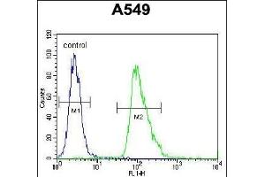 AQP12B Antibody (C-term) (ABIN655768 and ABIN2845208) flow cytometric analysis of A549 cells (right histogram) compared to a negative control cell (left histogram). (Aquaporin 12B antibody  (C-Term))