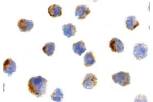 Immunohistochemistry (IHC) image for anti-Peptidyl-tRNA Hydrolase 2 (PTRH2) (N-Term) antibody (ABIN1031275) (PTRH2 antibody  (N-Term))