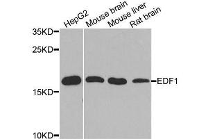 Western blot analysis of extracts of various cell lines, using EDF1 antibody. (EDF1 antibody  (AA 1-148))