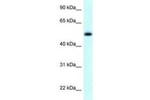 Image no. 1 for anti-Nicotinate phosphoribosyltransferase (NAPRT) (AA 401-450) antibody (ABIN6747915) (NAPRT1 antibody  (AA 401-450))