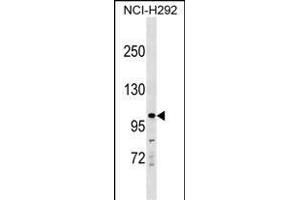 KIT Antibody (Center ) (ABIN1538339 and ABIN2850154) western blot analysis in NCI- cell line lysates (35 μg/lane). (KIT antibody  (AA 340-369))