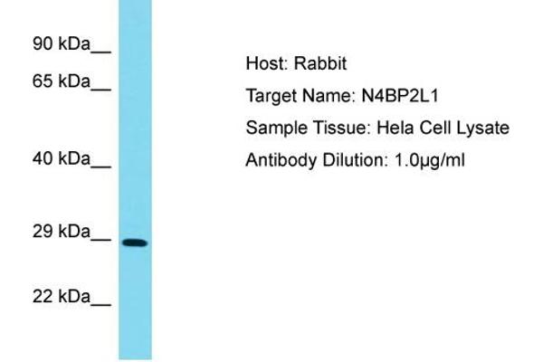 N4BP2L1 antibody  (N-Term)