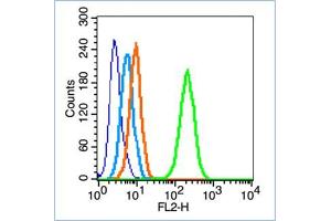 HepG2 cells werefixed with 70% ice-cold methanol overnight at 4℃, permeabilized with 90% ice-cold methanol for 20 min at -20℃, and incubated in 5% BSA blocking buffer for 30 min at room temperature. (FAK antibody  (pTyr861))