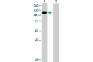 Western Blot analysis of ABR expression in transfected 293T cell line by ABR MaxPab polyclonal antibody. (ABR antibody  (AA 1-859))