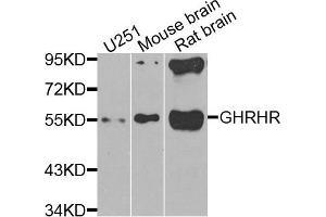 Western blot analysis of extracts of various cells, using GHRHR antibody. (GHRHR antibody)