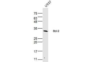U937 lysates probed with Bcl-2 Polyclonal Antibody, Unconjugated  at 1:300 dilution and 4˚C overnight incubation. (Bcl-2 antibody  (AA 151-239))