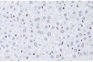 Immunohistochemistry (Paraffin-embedded Sections) (IHC (p)) image for anti-Lamin B2 (LMNB2) antibody (ABIN7262334)