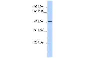 JMJD5 antibody used at 2. (JMJD5 antibody  (N-Term))