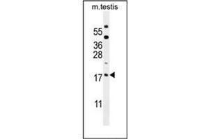 Western blot analysis of ORMDL3 Antibody (Center) in mouse testis tissue lysates (35ug/lane). (ORMDL3 antibody  (Middle Region))