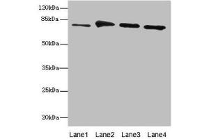 Western blot All lanes: RUFY1 antibody at 7. (RUFY1 antibody  (AA 439-708))