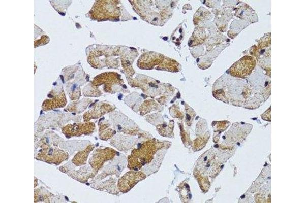 MRPS6 antibody