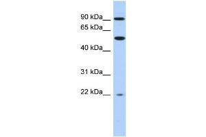WB Suggested Anti-NR1D2 Antibody Titration:  0. (NR1D2 antibody  (Middle Region))