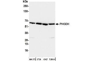Western Blotting (WB) image for anti-phosphoglycerate Dehydrogenase (PHGDH) (AA 1-50) antibody (ABIN7455052)