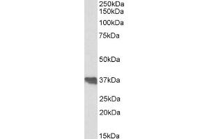 ABIN185475 (0. (Clusterin antibody  (C-Term))