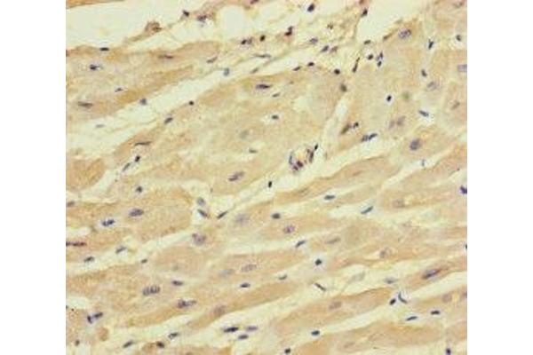 SYCN antibody  (AA 22-134)