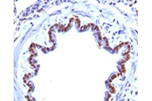 IHC testing of FFPE rat lung with FOXA1 antibody. (FOXA1 antibody  (AA 372-472))