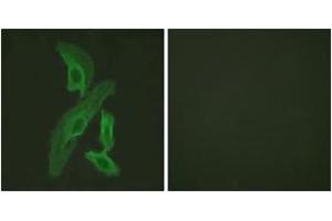 Immunofluorescence (IF) image for anti-BCL2-Like 1 (BCL2L1) (AA 13-62) antibody (ABIN2888760) (BCL2L1 antibody  (AA 13-62))