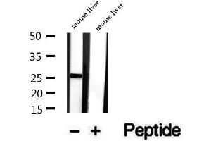 Western blot analysis of extracts of mouse liver tissue, using SAT1 antibody. (SAT1 antibody  (C-Term))