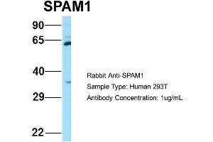 Host: Rabbit Target Name: SPAM1 Sample Type: 293T Antibody Dilution: 1. (SPAM1 antibody  (C-Term))