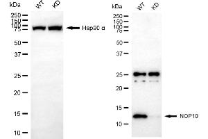 Western blotting analysis using NOP10 antibody (ABIN7799624).