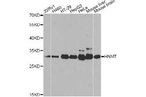 Western blot analysis of extracts of various cell lines, using HNMT antibody (ABIN5971352) at 1/1000 dilution. (HNMT antibody)
