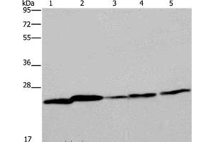 Western Blot analysis of Mouse spleen tissue, A375, A549, HT-29 and Hela cell using ARHGDIA Polyclonal Antibody at dilution of 1:350 (ARHGDIA antibody)