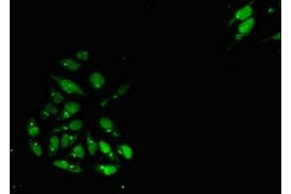 LBH antibody  (AA 1-105)