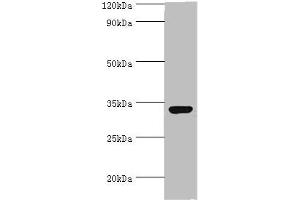 Western blot All lanes: CRX antibody at 2 μg/mL + 293T whole cell lysate Secondary Goat polyclonal to rabbit IgG at 1/10000 dilution Predicted band size: 32 kDa Observed band size: 32 kDa (CRX antibody  (AA 120-285))