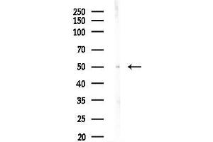 Western blot analysis of lysates from COS-7 cells(heat-shock,45 min treatment), using MSR1 Antibody at 1/1000 dilution.