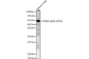 Western blot analysis of extracts of Mouse ovary, using Inhibin alpha (INHA) Rabbit pAb antibody (ABIN6128093, ABIN6142457, ABIN6142458 and ABIN6218833) at 1:1000 dilution. (Inhibin alpha antibody  (AA 19-366))
