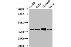 Western Blot Positive WB detected in: HepG2 whole cell lysate, A549 whole cell lysate, Mouse stomach tissue, Mouse lung tissue All lanes: PARD6A antibody at 2.