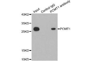 Immunoprecipitation analysis of 200ug extracts of HepG2 cells using 1ug PCMT1 antibody.