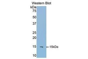 Western Blotting (WB) image for anti-Interleukin 13 Receptor, alpha 2 (IL13RA2) (AA 228-338) antibody (ABIN1859341)