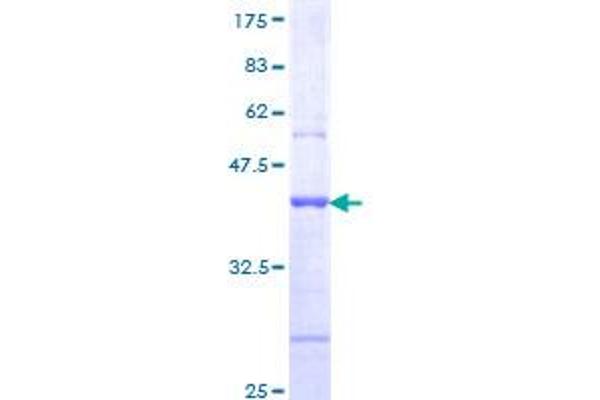 CDHR2 Protein (AA 210-318) (GST tag)