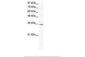 Image no. 1 for anti-Cyclin G2 (CCNG2) (N-Term) antibody (ABIN202291) (Cyclin G2 antibody  (N-Term))