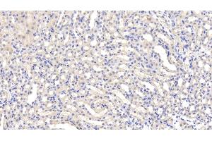 Detection of LEP in Mouse Kidney Tissue using Polyclonal Antibody to Leptin (LEP) (Leptin antibody  (AA 22-167))