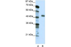 WB Suggested Anti-NFYC  Antibody Titration: 0. (NFYC antibody  (C-Term))