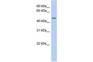 Image no. 1 for anti-WD Repeat Domain 89 (WDR89) (C-Term) antibody (ABIN6743649) (WDR89 antibody  (C-Term))