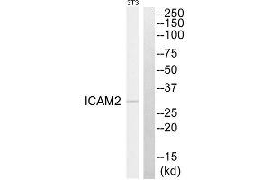 Western blot analysis of extracts from NIH-3T3 cells, using ICAM2 antibody. (ICAM2 antibody  (Internal Region))