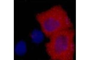 Immunofluorescence analysis of 293 cells transfected with a HA tag protein tissue using HA-Tag Monoclonal Antibody at dilution of 1:2000. (HA-Tag antibody)