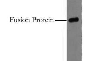 Western Blot analysis of 0. (HA-Tag antibody)