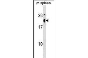 ALG13 Antibody (Center) (ABIN1538415 and ABIN2849409) western blot analysis in mouse spleen tissue lysates (35 μg/lane). (ALG13 antibody  (AA 44-70))