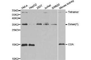 Western blot analysis of extracts of various cell lines, using CDA antibody (ABIN5971047) at 1/1000 dilution.