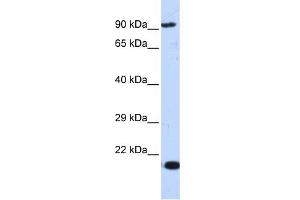 WB Suggested Anti-MCM7 Antibody Titration:  0. (MCM7 antibody  (Middle Region))