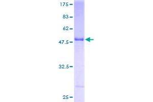 HLA-DPB1 Protein (AA 1-258) (GST tag)