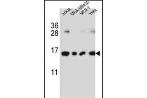 H2AFJ Antibody (N-term) (ABIN651761 and ABIN2840392) western blot analysis in Jurkat,MDA-M,MCF-7,Hela cell line lysates (35 μg/lane). (H2AFJ antibody  (N-Term))