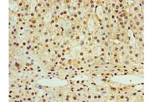 Immunohistochemistry of paraffin-embedded human adrenal gland tissue using ABIN7168991 at dilution of 1:100 (STK32A antibody  (AA 1-166))