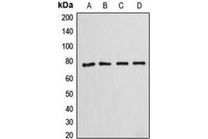 Western blot analysis of Annexin A6 expression in HeLa (A), SP2/0 (B), rat kidney (C), HepG2 (D) whole cell lysates. (ANXA6 antibody  (N-Term))