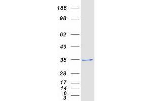 Validation with Western Blot (DDIT4 Protein (Myc-DYKDDDDK Tag))